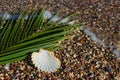 Exotic shell in the sand on the beach. Waves with foam blue sea Royalty Free Stock Photo