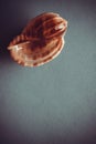 Exotic shells on blue background