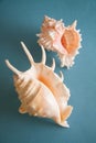 Exotic shells on blue background