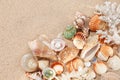 Exotic shells and corals in the sand. Summer beach vacation concept.
