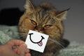 Happy cat with funny smile on cardboard.