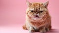 Exotic Shorthair, angry cat baring its teeth, studio lighting pastel background