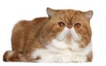 Exotic Shorthair cat, 2 and a half years old Royalty Free Stock Photo