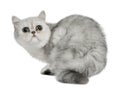 Exotic Shorthair cat, 5 months old, sitting