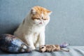 Exotic shorthair cat with animal toys