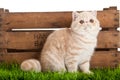 Exotic shorthair cat. beautiful cat in a box.