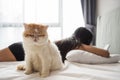 exotic shorthair cat on bed with owner