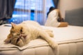 Exotic shorthair cat on bed with owner Royalty Free Stock Photo