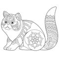 Exotic shorthair cat coloring page