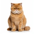 Exotic Shorthair Cat: Cute And Colorful Portrait On White Background