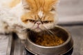 Exotic shorthair cat dissatisfied dry food Royalty Free Stock Photo