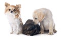 Exotic shorthair cat and dogs Royalty Free Stock Photo