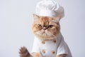 Exotic Shorthair Cat Dressed As A Chef On White Background