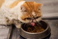 Exotic shorthair cat eat dry food