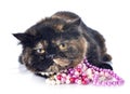 Exotic shorthair cat Royalty Free Stock Photo