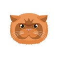 Exotic Shorthair cat face, cute head of red kitten with round muzzle and full cheeks Royalty Free Stock Photo