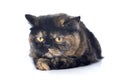 exotic shorthair cat Royalty Free Stock Photo