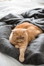 Exotic shorthair cat laying on bed