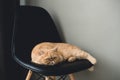 Exotic shorthair cat laying on black leather chair Royalty Free Stock Photo