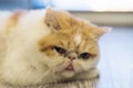 Exotic shorthair cat portrait inside house Royalty Free Stock Photo