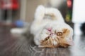 Exotic shorthair cat relax in house Royalty Free Stock Photo