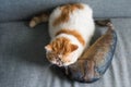 Exotic shorthair cat sleep on fish pillow Royalty Free Stock Photo