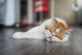 Exotic shorthair cat sleep on living room