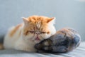 Exotic shorthair cat sleep on mackerel pillow Royalty Free Stock Photo