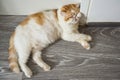 Exotic shorthair cat sleep in room