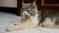 Exotic Shorthair Cats looked up