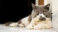 Exotic Shorthair Cats looking into the camera