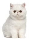 Exotic Shorthair kitten, 4 months old, sitting Royalty Free Stock Photo