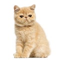 Exotic shorthair kitten sitting,