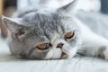 Exotic Shorthair