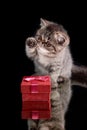 Exotic shorthair Persian kitten opens a red box with gifts on a dark background.