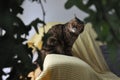 Exotic shorthair between plants. Sitting on a yellow sofa.