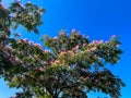 Exotic silk tree with pink powder puff flowers Albizia Julibrissin Royalty Free Stock Photo