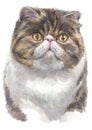 Water colour painting of Exotic shorthair cat 015