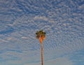 Exotic single palm tree on the background of blue sky and white clouds Royalty Free Stock Photo