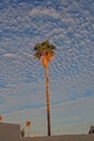 Exotic single palm tree on the background of blue sky and white clouds Royalty Free Stock Photo