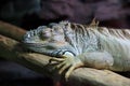Exotic Sleeping Lizard