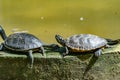 Tortoises resting in its abit Royalty Free Stock Photo