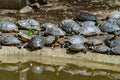 Tortoises resting in its abit Royalty Free Stock Photo
