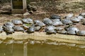 Tortoises resting in its abit Royalty Free Stock Photo