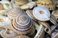 Exotic snail shells collection for sale background