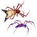 Exotic spiders wild insect in a watercolor style isolated.
