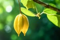 Exotic Star fruit ( carambola ) hanging on a tree, plantation in sunset light.