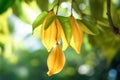 Exotic Star fruit ( carambola ) hanging on a tree, plantation in sunset light.