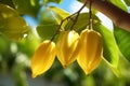 Exotic Star fruit ( carambola ) hanging on a tree, plantation in sunset light.