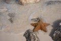 Exotic starfish, bathed by the caribbean sea, it is a beautiful marine animal Royalty Free Stock Photo